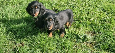 des Terres des Forges