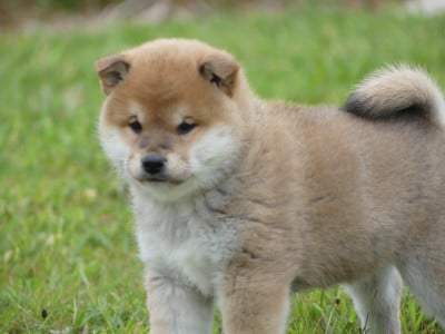 des Terres des Forges