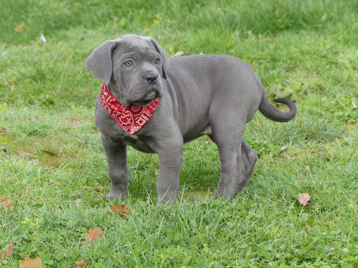 Cane Corso - des Terres des Forges