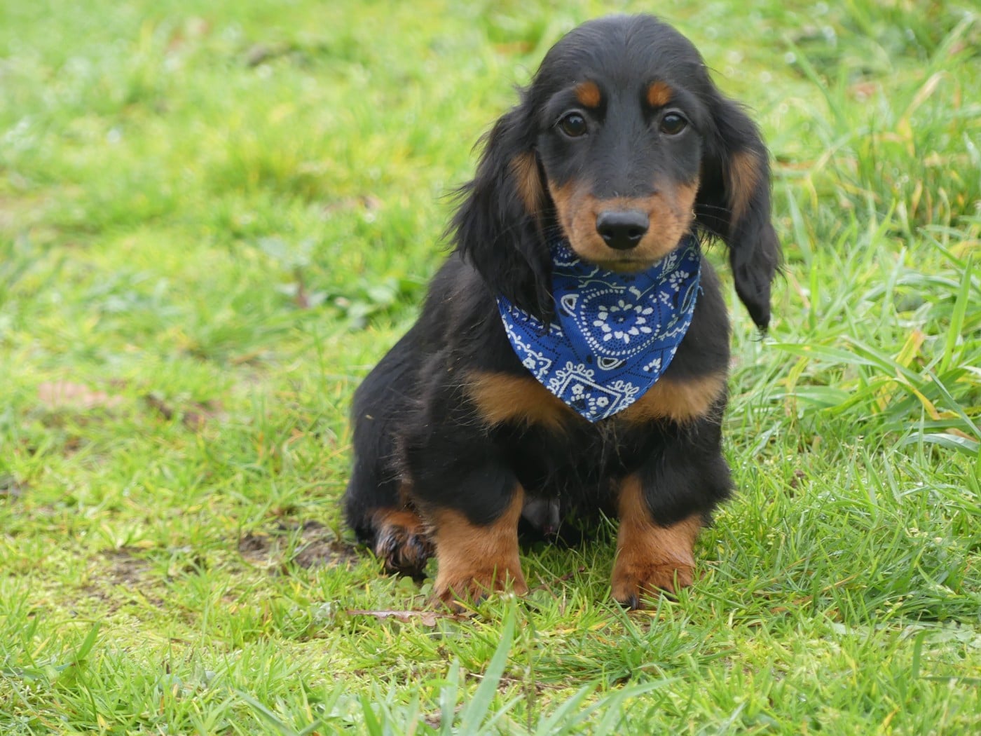 Teckel poil long - des Terres des Forges