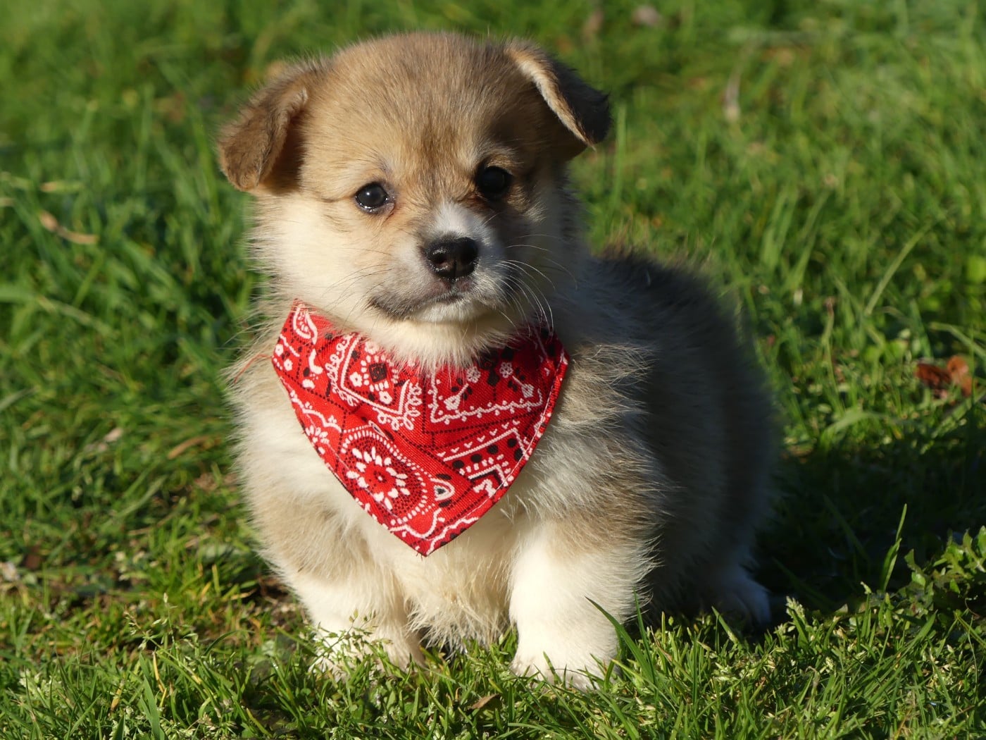 Welsh Corgi Pembroke - des Terres des Forges