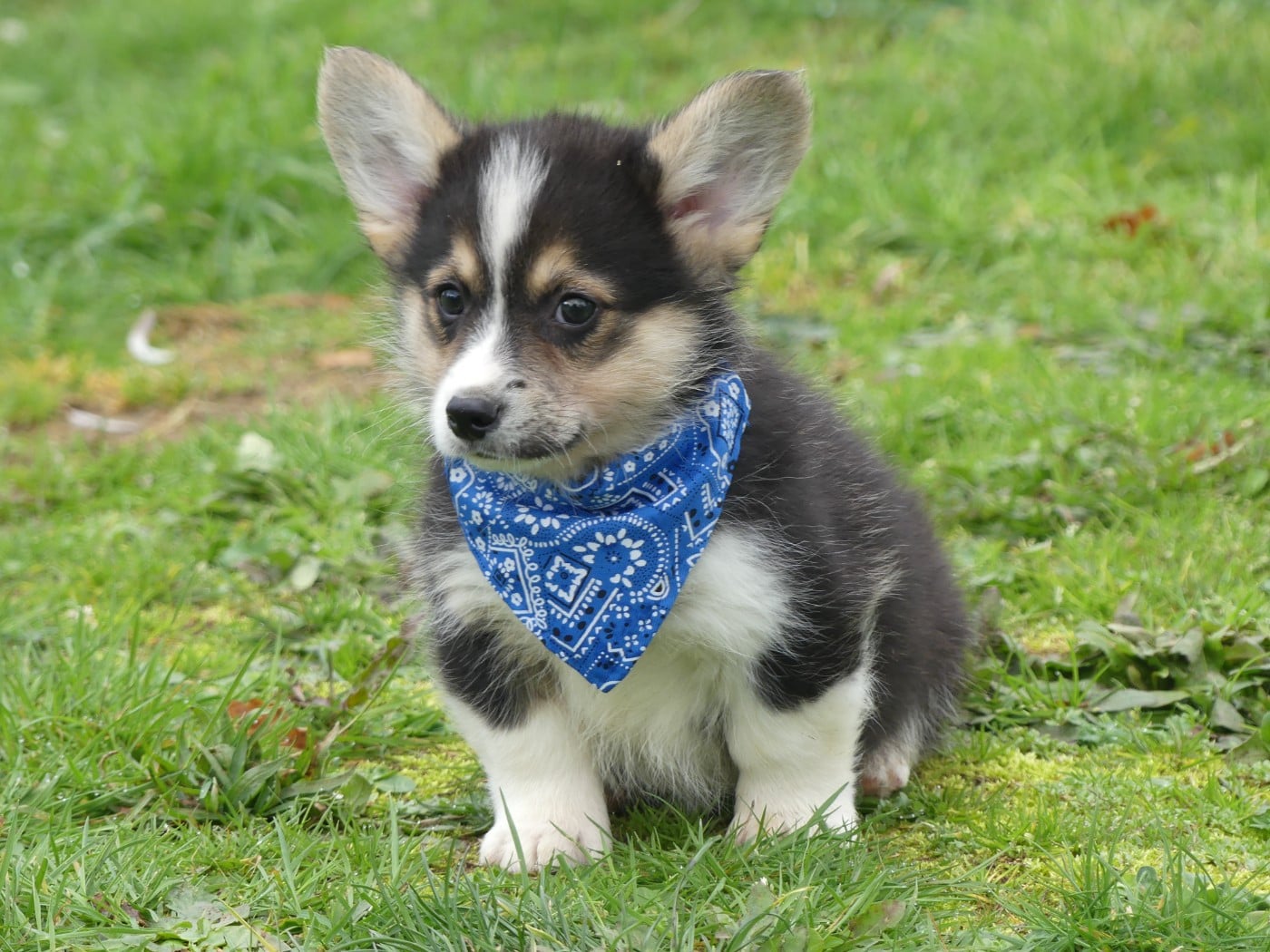 Welsh Corgi Pembroke - des Terres des Forges