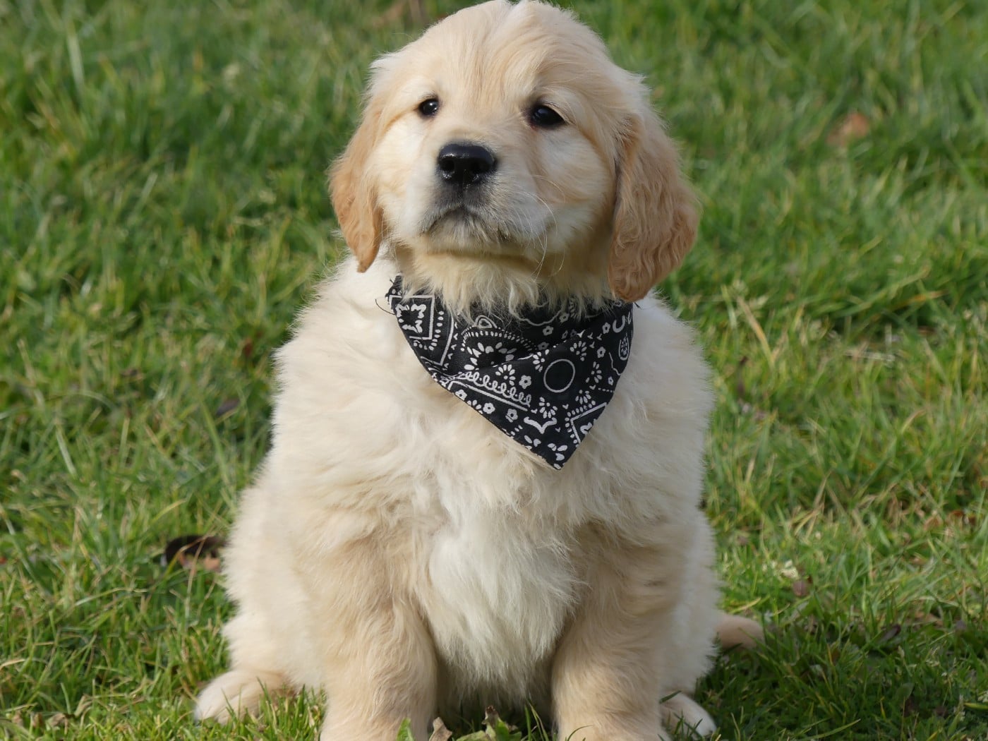 Prénom libre - Golden Retriever