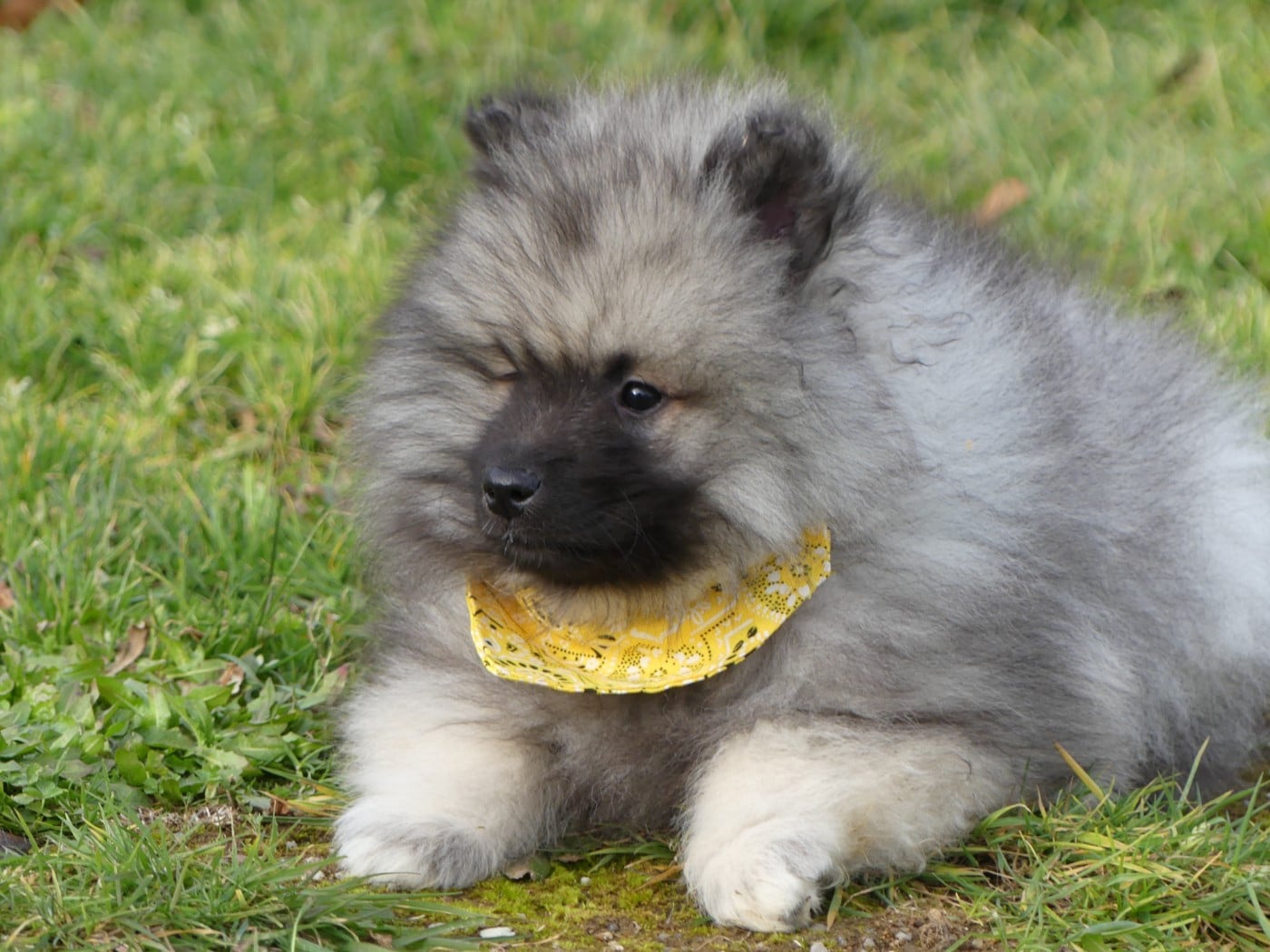 Prénom libre - Spitz allemand