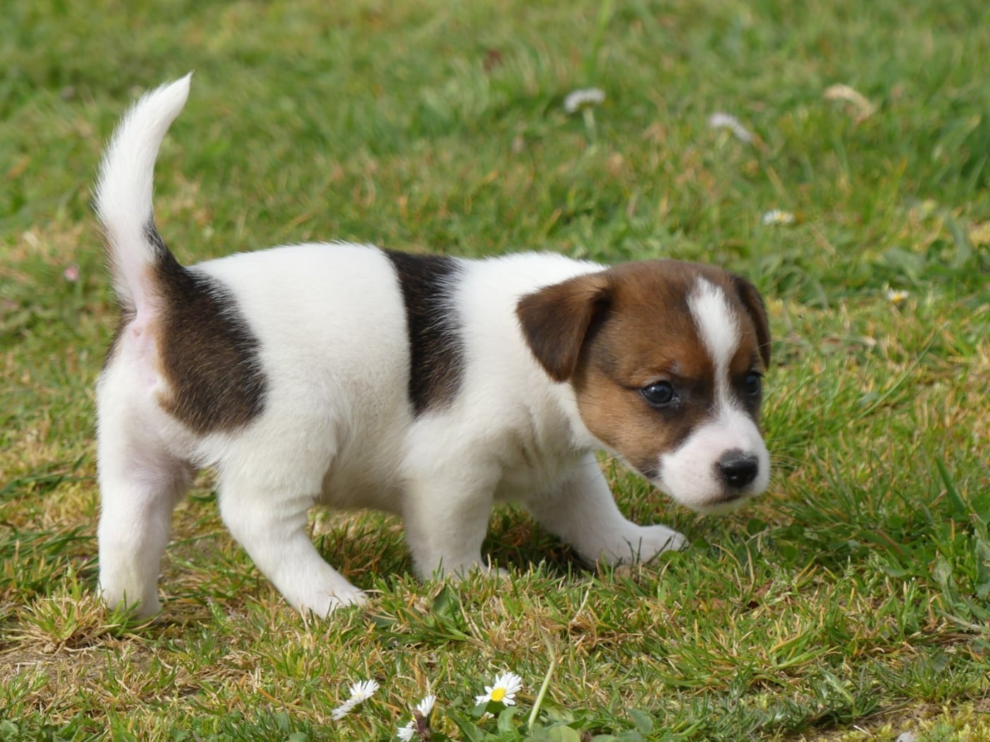 Prénom libre - Jack Russell Terrier
