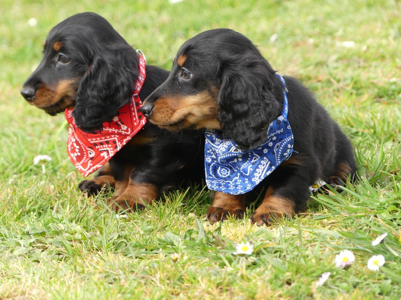 Teckel poil long - des Terres des Forges