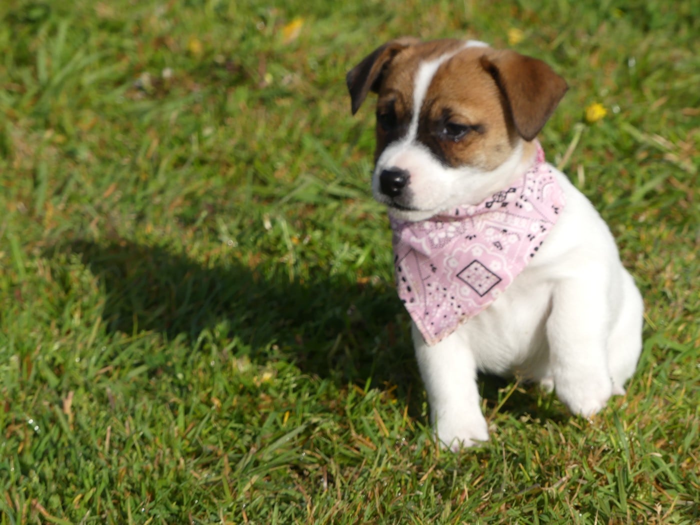 Prénom libre - Jack Russell Terrier