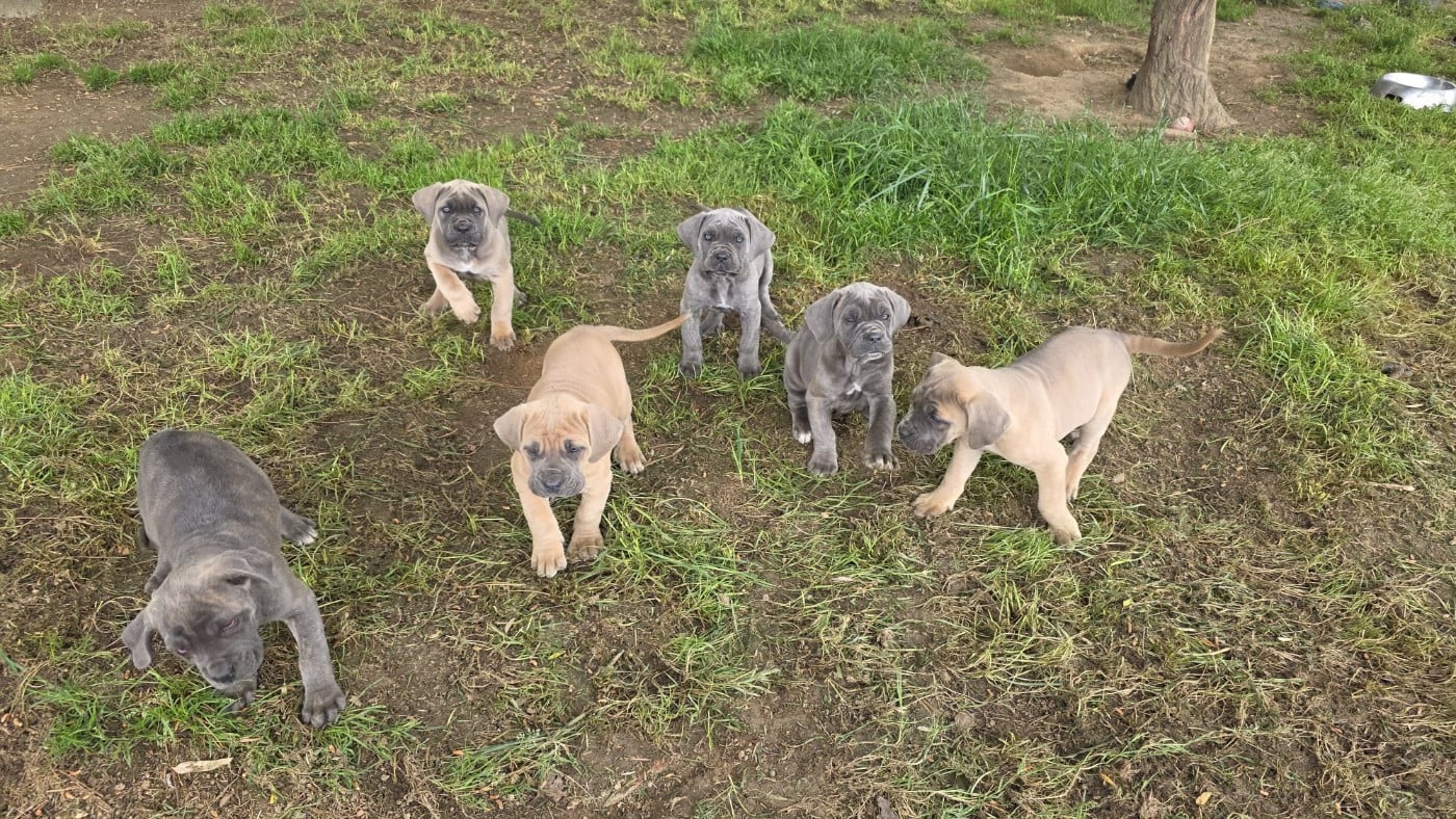 Cane Corso - des Terres des Forges