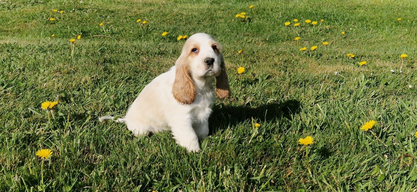 Cocker Spaniel Anglais - des Terres des Forges