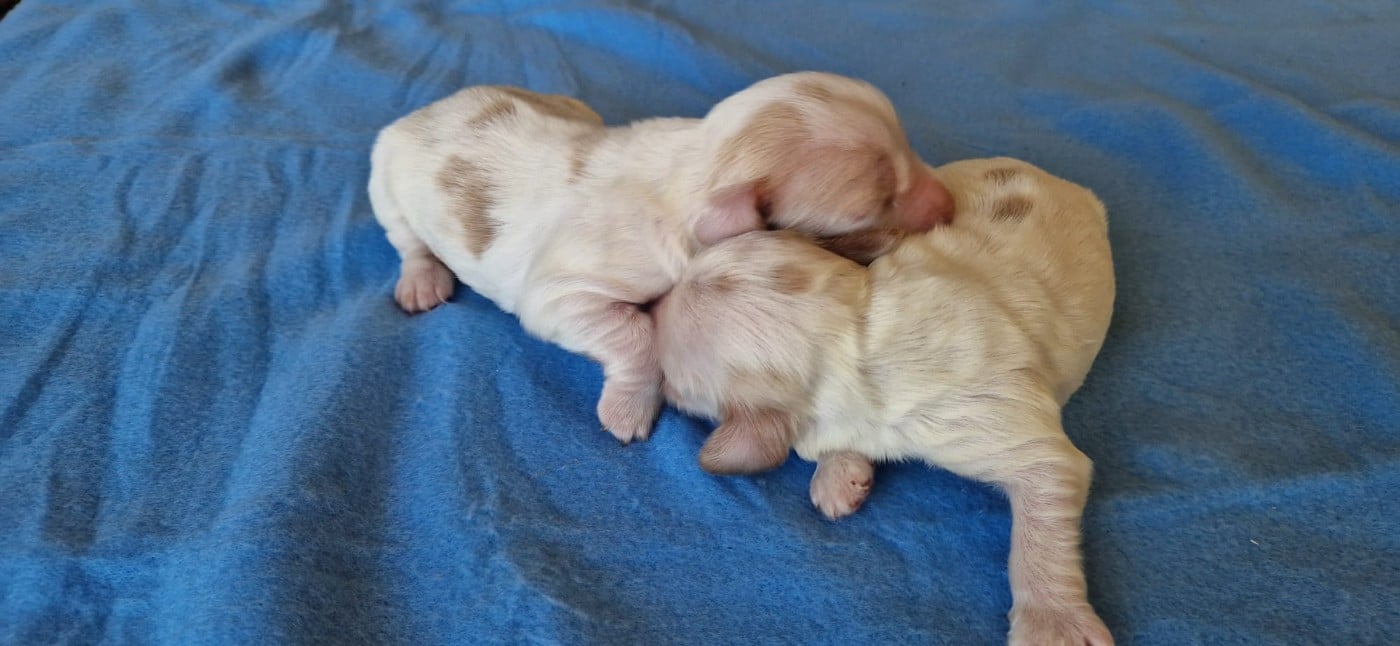 Prénom libre - Cocker Spaniel Anglais