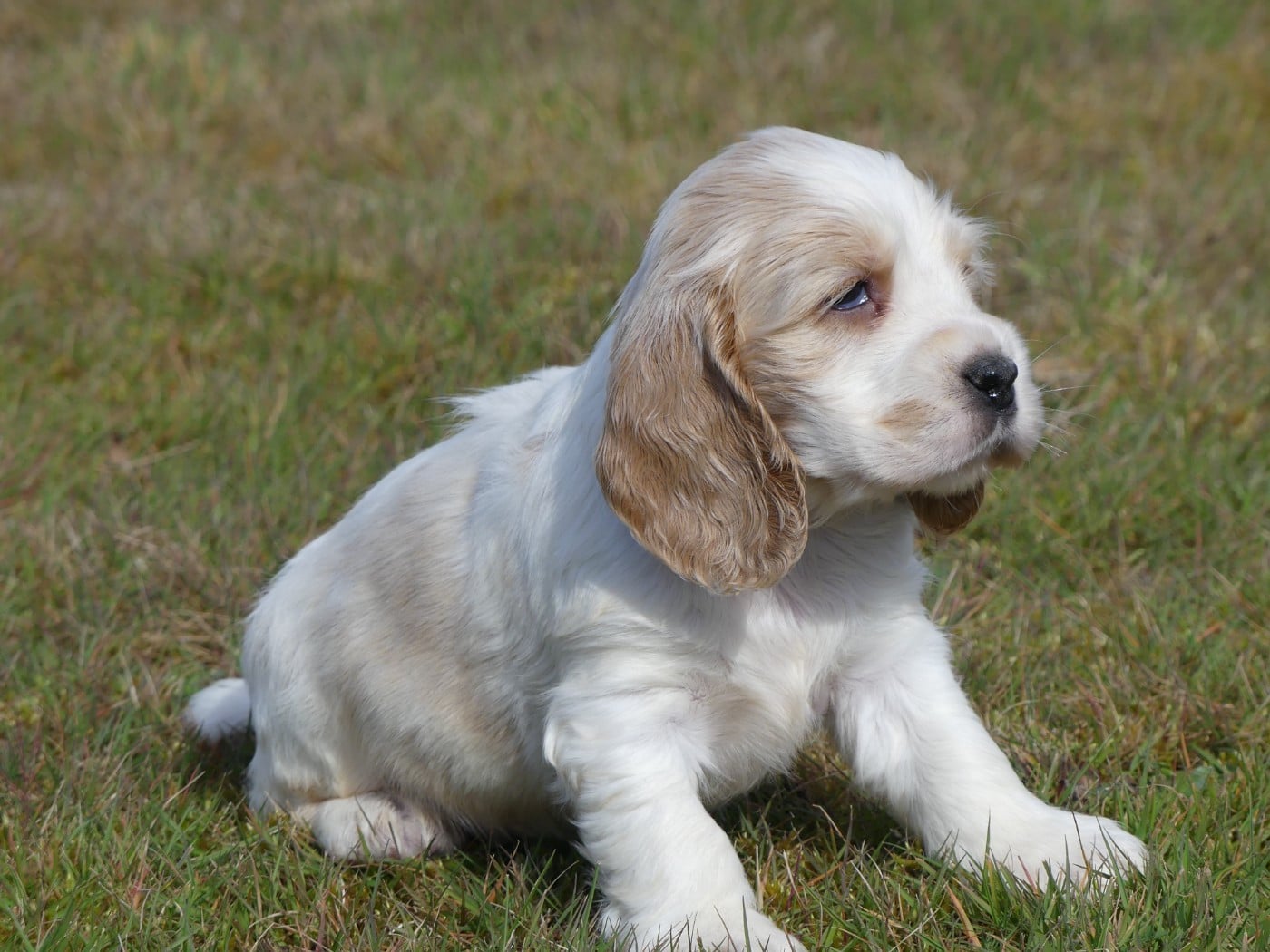 Cocker Spaniel Anglais - des Terres des Forges