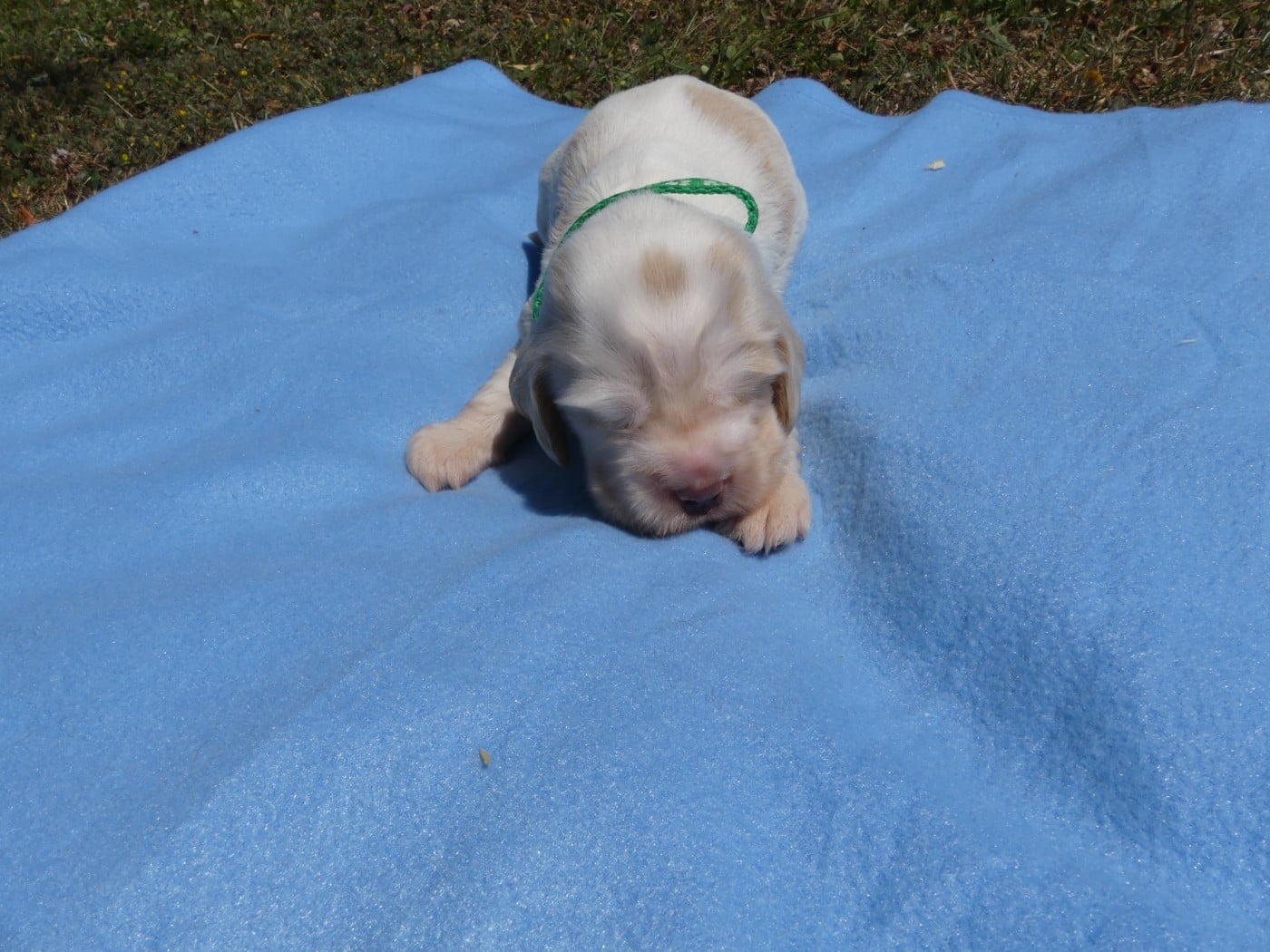 Chiot Cocker Spaniel Anglais