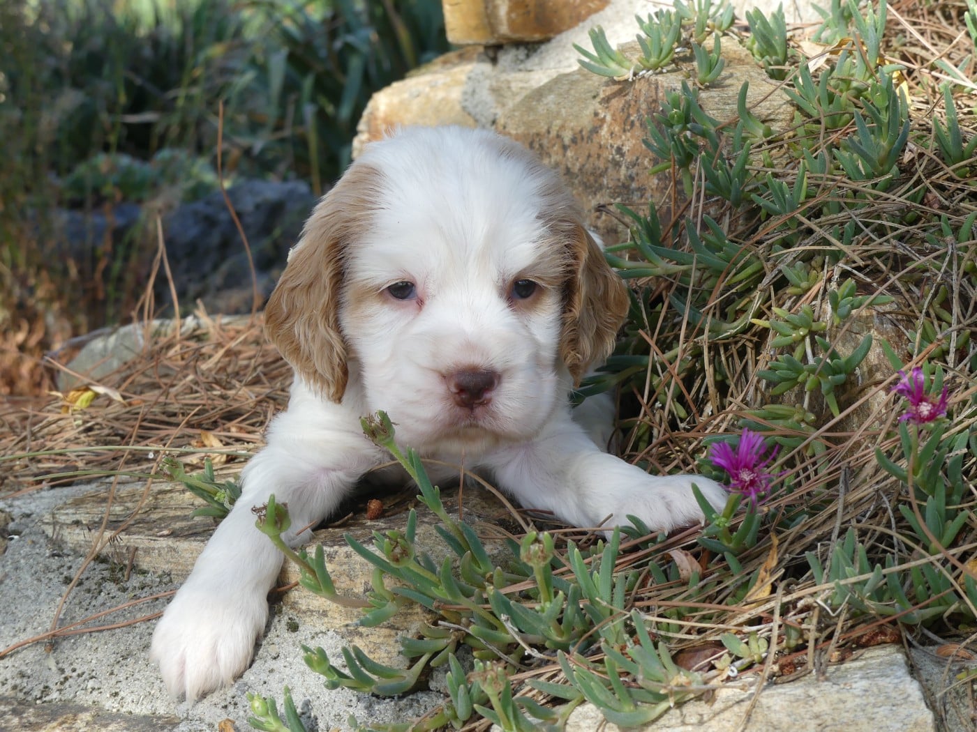 Cocker Spaniel Anglais - des Terres des Forges