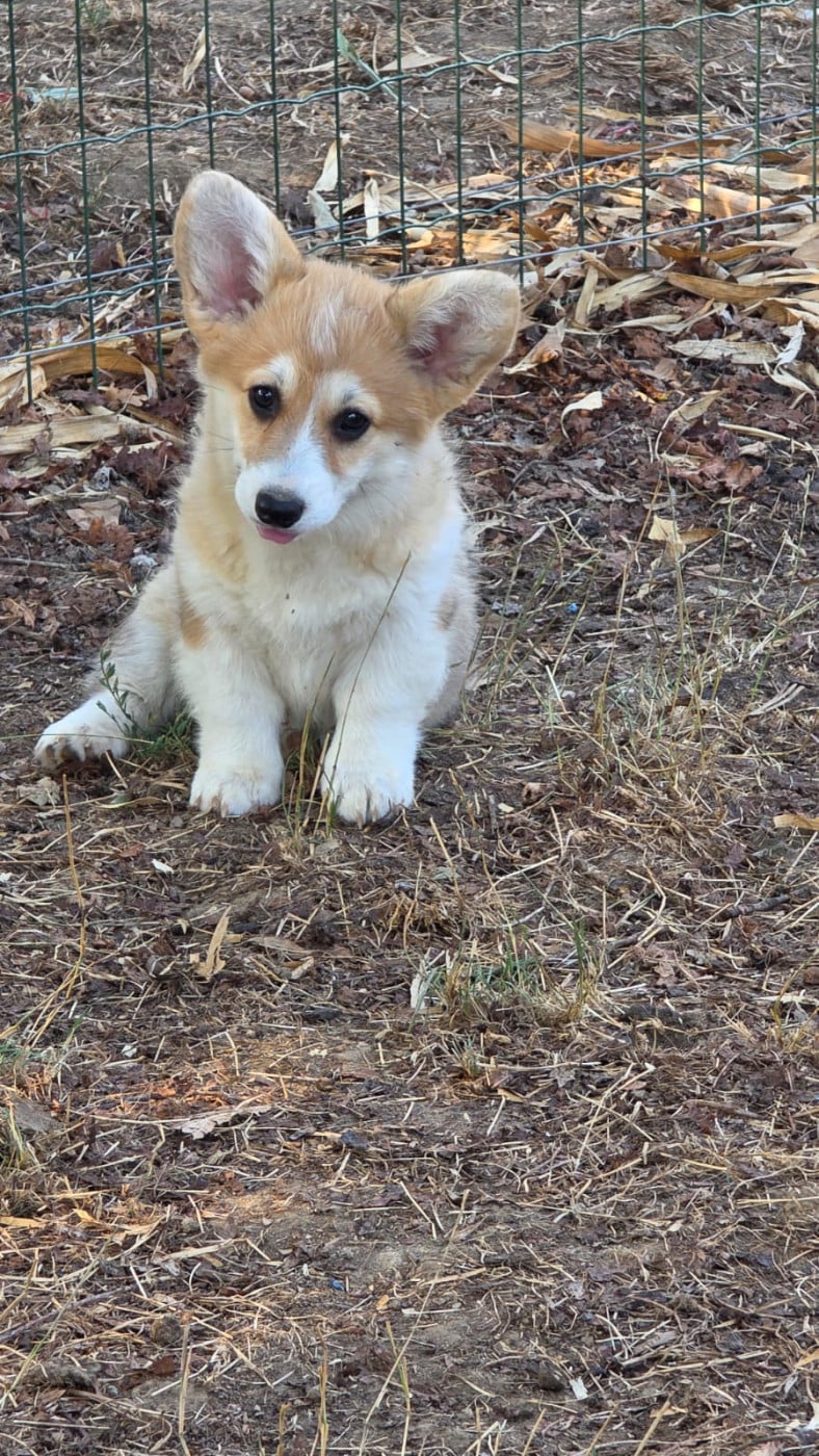 Welsh Corgi Pembroke - des Terres des Forges