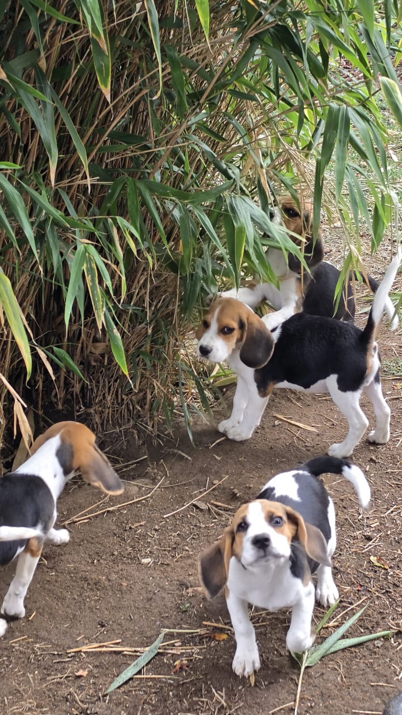 Bellatrix - Beagle