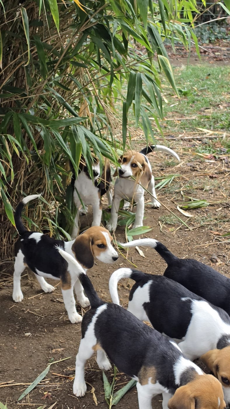 Bloom - Beagle