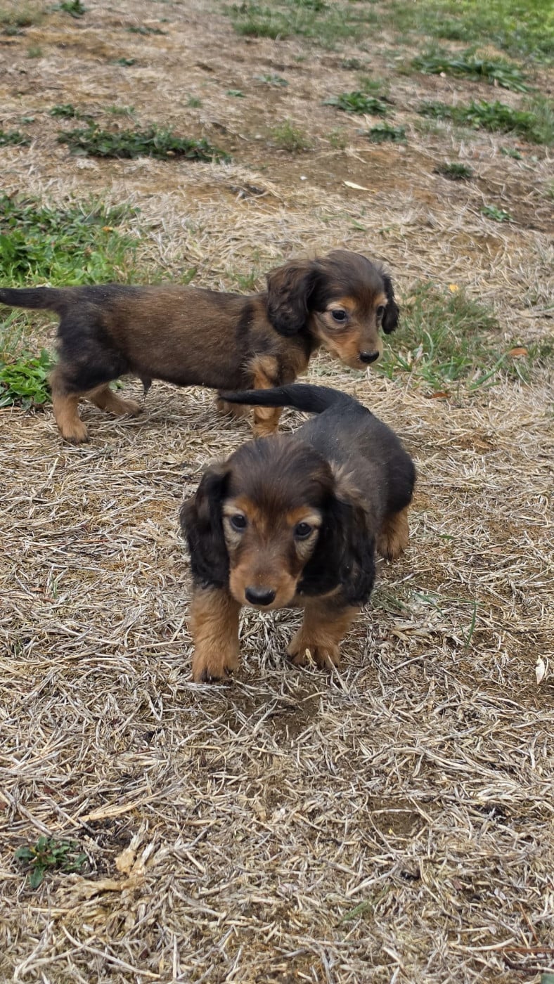 Chiot Teckel poil long