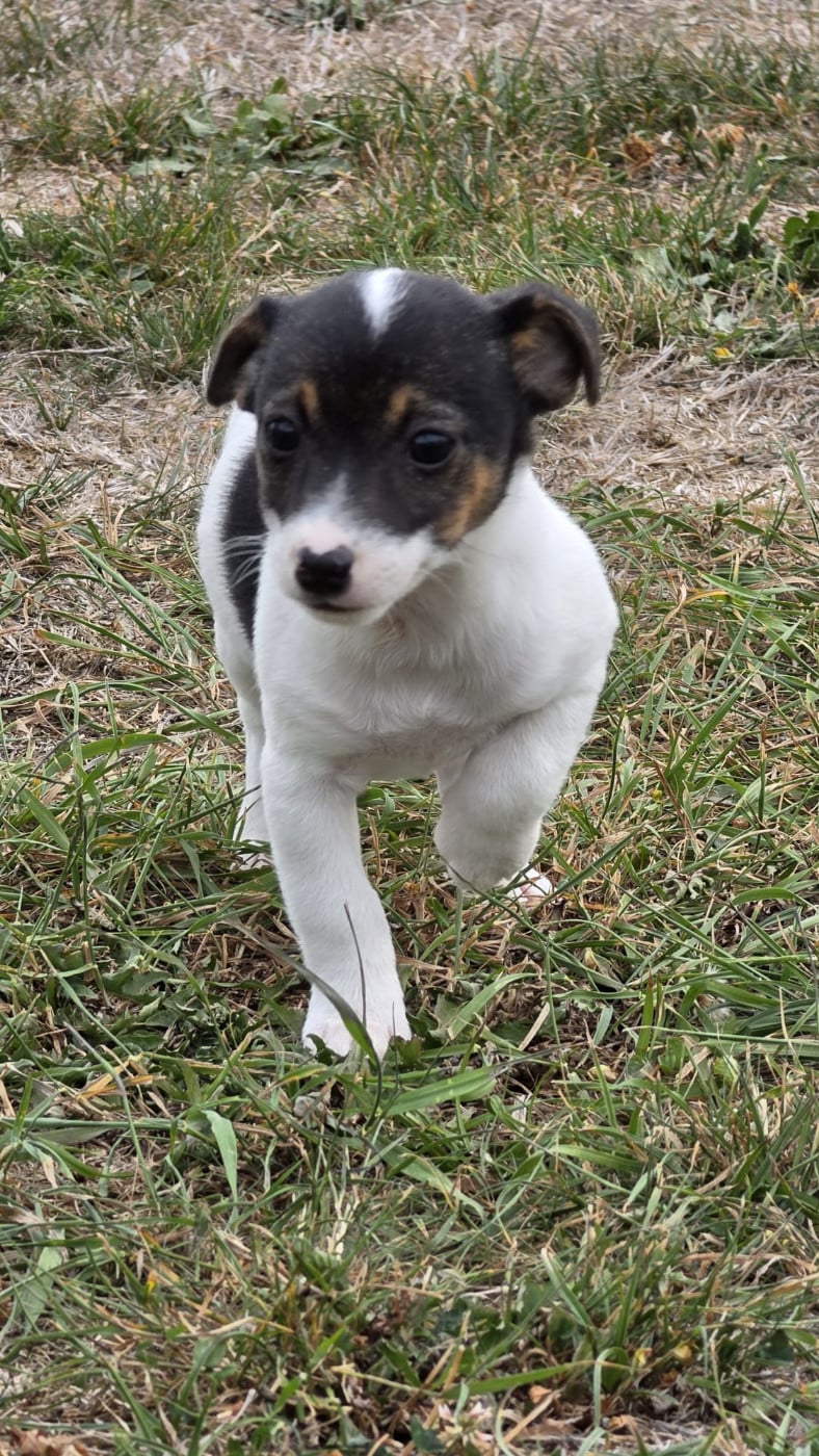 Jack Russell Terrier - des Terres des Forges