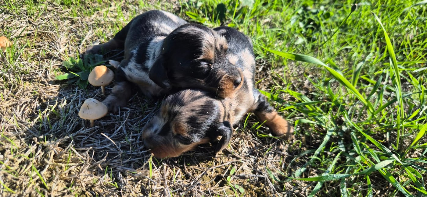 Chiot N°4 - Teckel poil long