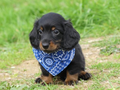 Les chiots de Teckel poil long