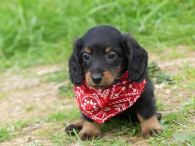 Les chiots de Teckel poil long