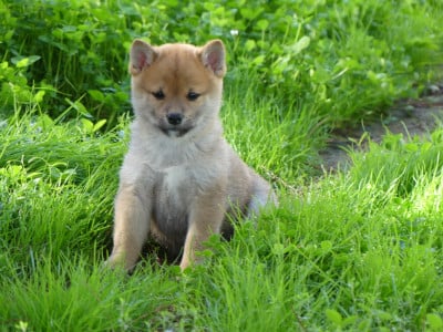 Les chiots de Shiba