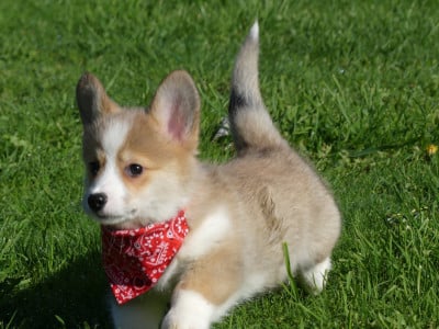 Les chiots de Welsh Corgi Pembroke