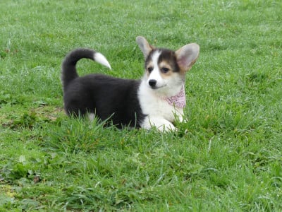 Les chiots de Welsh Corgi Pembroke
