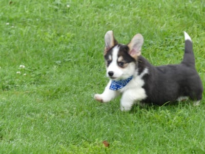 Les chiots de Welsh Corgi Pembroke