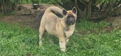 Les chiots de Akita americain