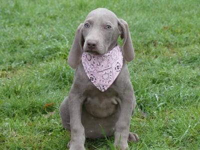 Les chiots de Braque de Weimar