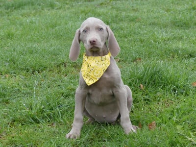 Les chiots de Braque de Weimar