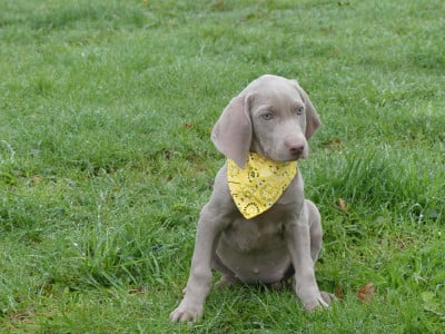 Les chiots de Braque de Weimar