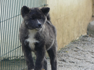 Les chiots de Akita