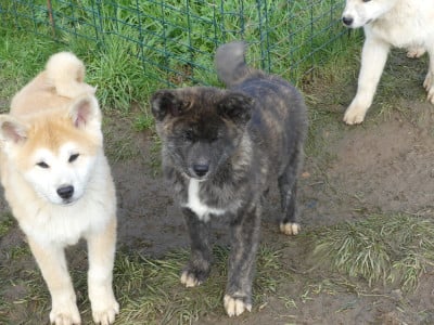 Les chiots de Akita