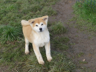 Les chiots de Akita