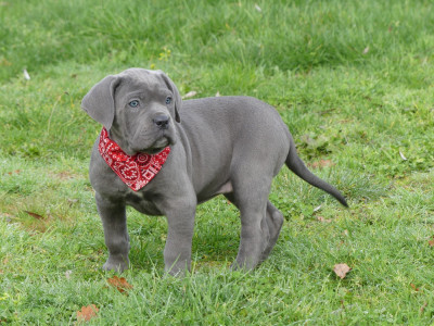 Les chiots de Cane Corso