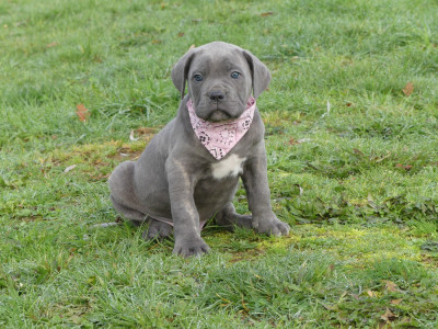 Les chiots de Cane Corso