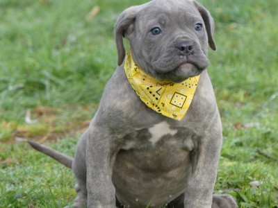 Les chiots de Cane Corso
