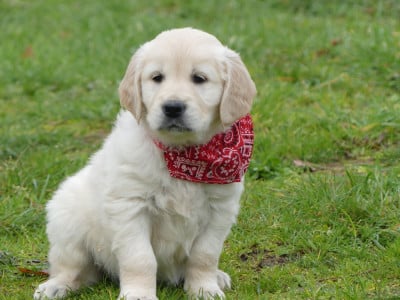 Les chiots de Golden Retriever