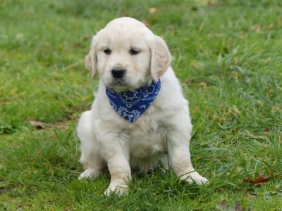 Les chiots de Golden Retriever