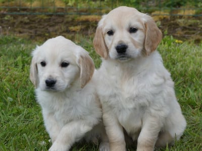 Les chiots de Golden Retriever