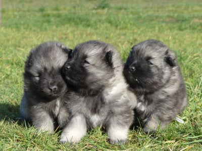 Les chiots de Spitz allemand