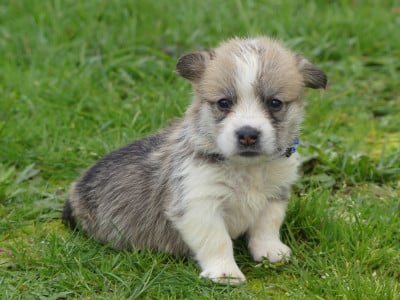Les chiots de Welsh Corgi Pembroke