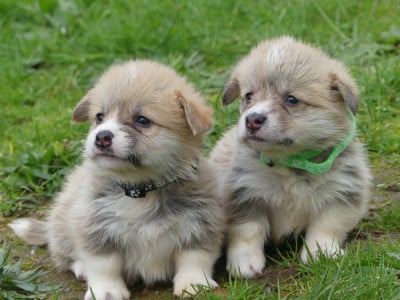 Les chiots de Welsh Corgi Pembroke
