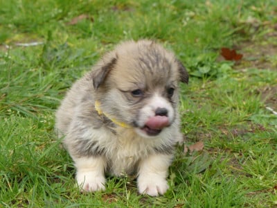 Les chiots de Welsh Corgi Pembroke