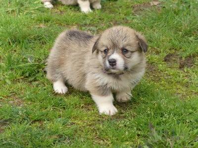 Les chiots de Welsh Corgi Pembroke