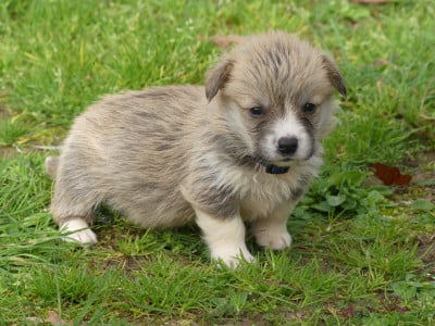 Les chiots de Welsh Corgi Pembroke