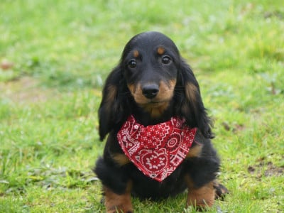 Les chiots de Teckel poil long