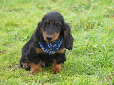 Les chiots de Teckel poil long